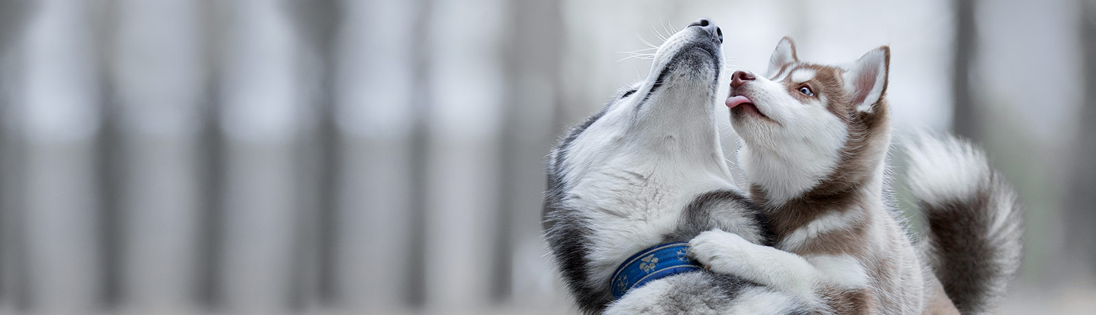 do neutered dogs live longer